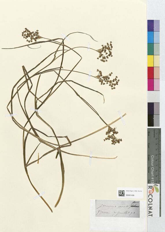 Juncus acutiflorus (Juncaceae)