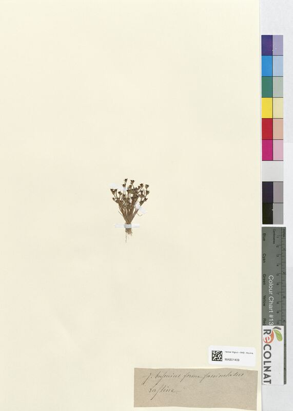 Juncus bufonius (Juncaceae)