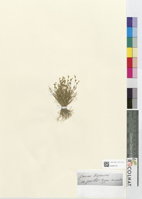 Juncus bufonius (Juncaceae)