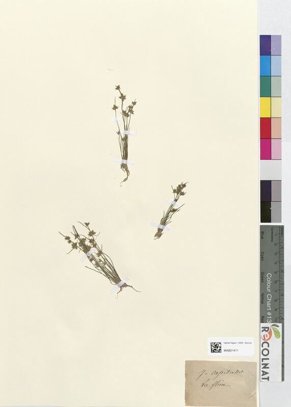 Juncus capitatus (Juncaceae)