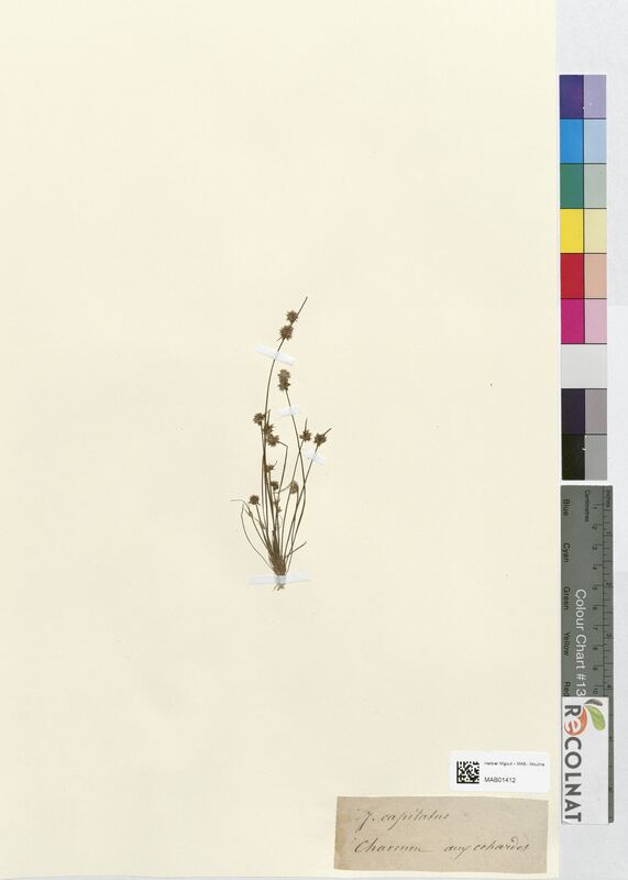 Juncus capitatus (Juncaceae)