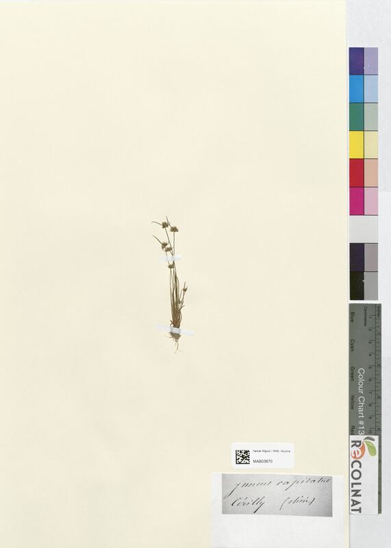 Juncus capitatus (Juncaceae)