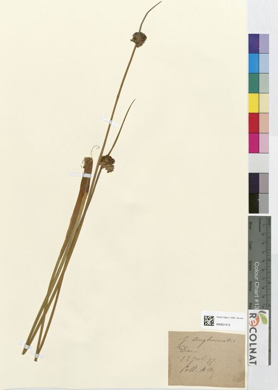 Juncus conglomeratus (Juncaceae)