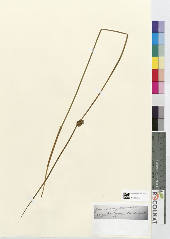 Juncus conglomeratus (Juncaceae)