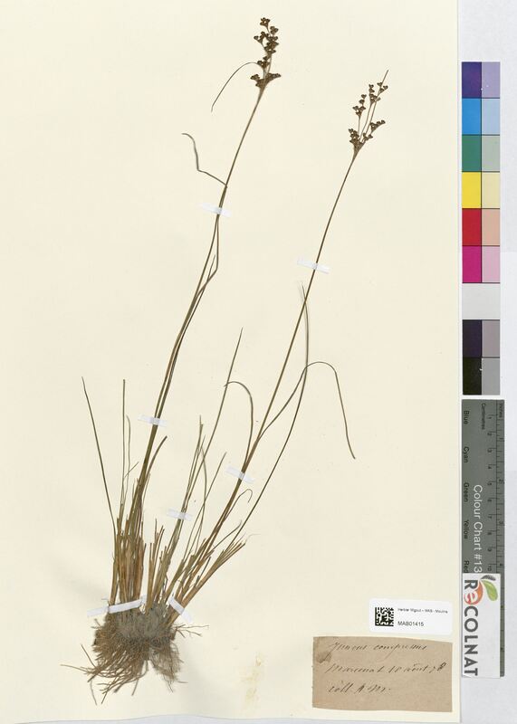 Juncus compressus (Juncaceae)
