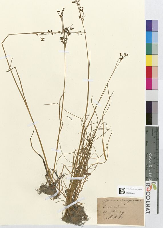 Juncus compressus (Juncaceae)