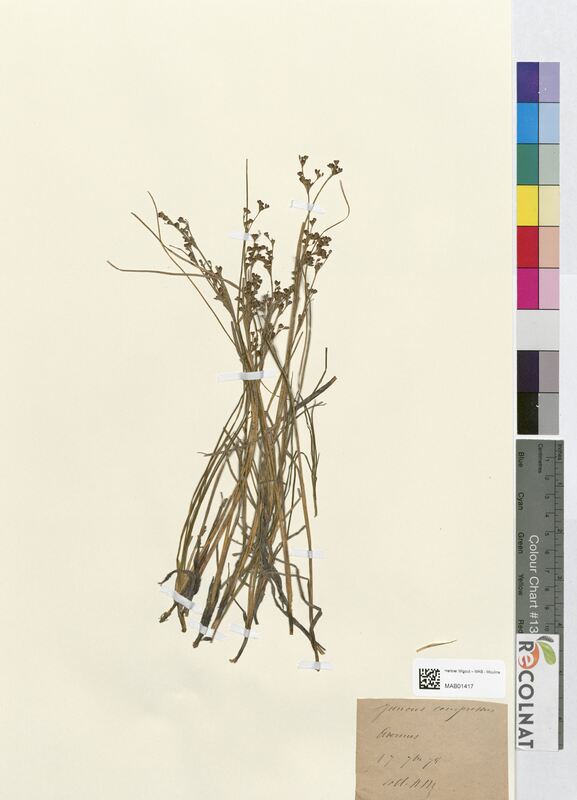 Juncus compressus (Juncaceae)
