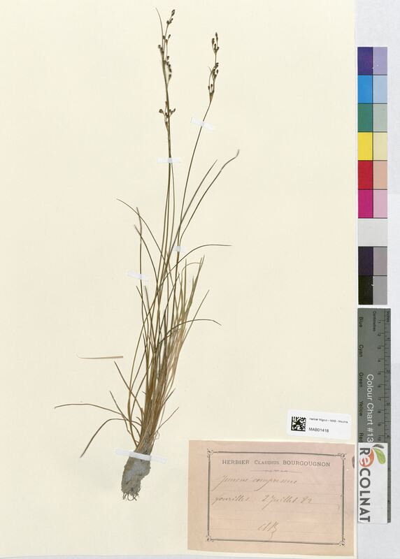 Juncus compressus (Juncaceae)
