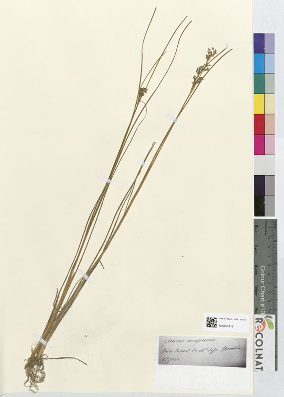 Juncus compressus (Juncaceae)