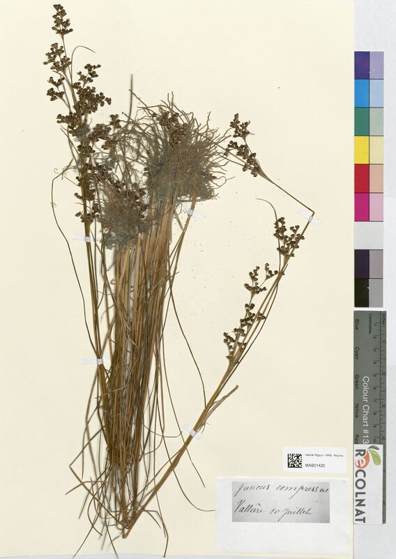 Juncus compressus (Juncaceae)