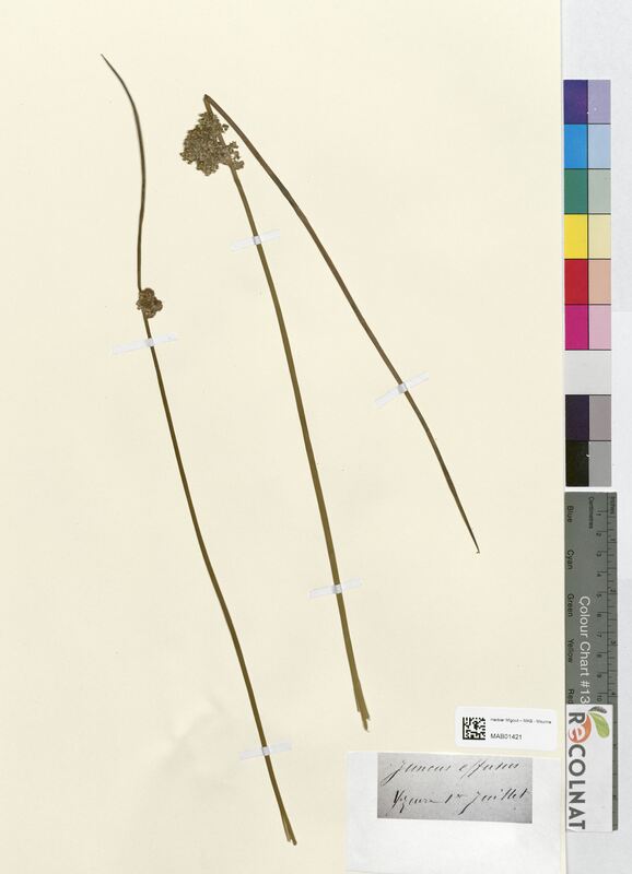 Juncus effusus (Juncaceae)