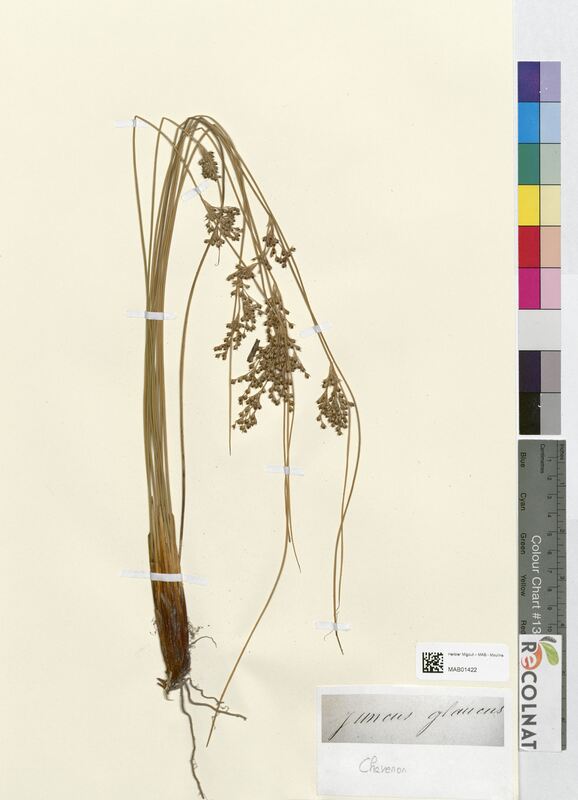 Juncus glaucus (Juncaceae)