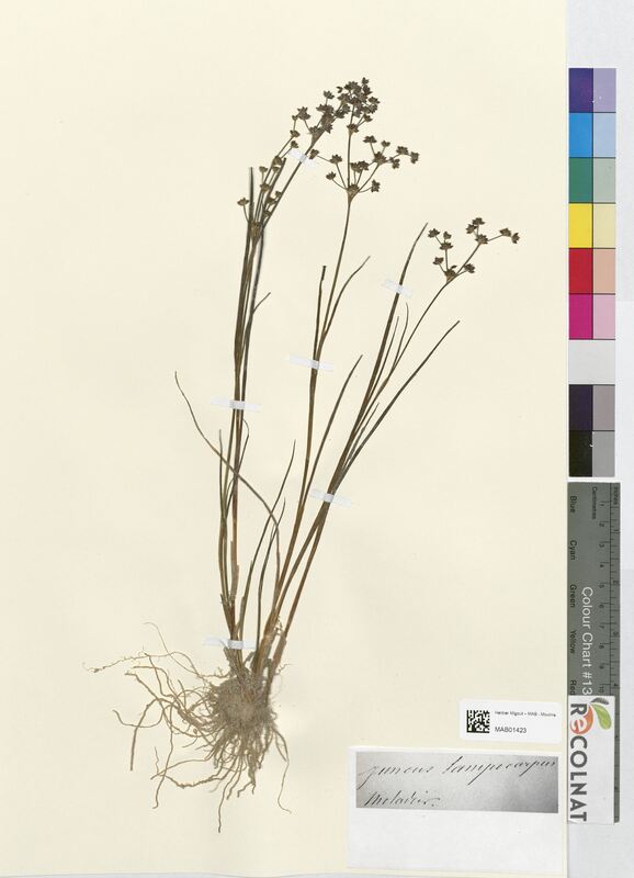 Juncus lampocarpus (Juncaceae)