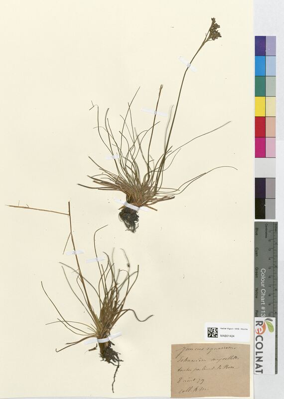 Juncus squarrosus (Juncaceae)