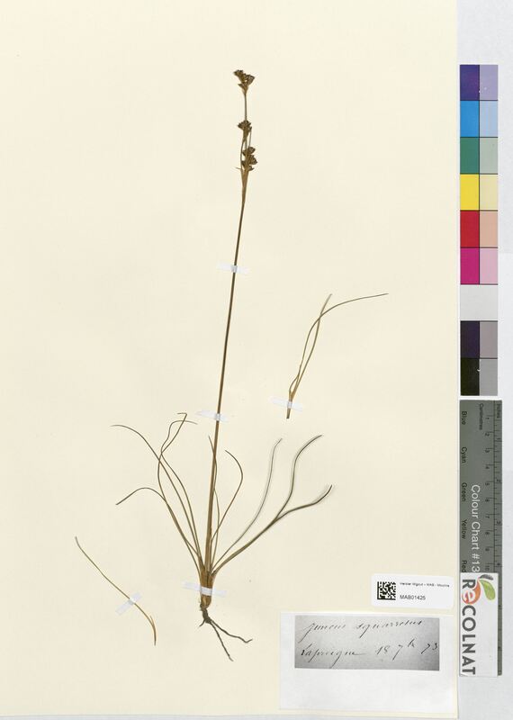 Juncus squarrosus (Juncaceae)