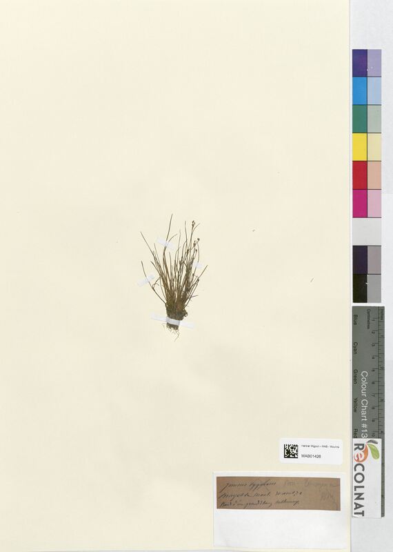 Juncus tenageia (Juncaceae)