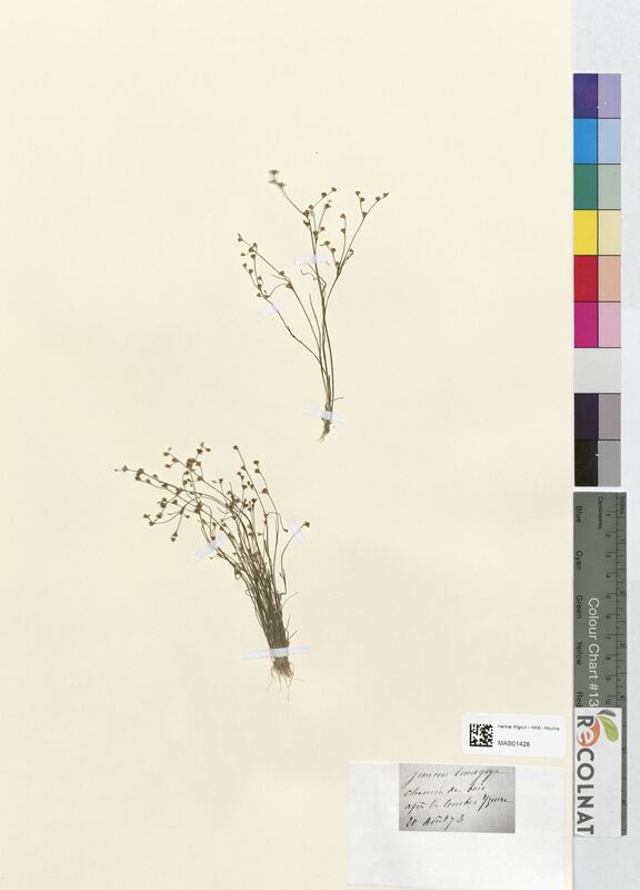 Juncus tenageia (Juncaceae)