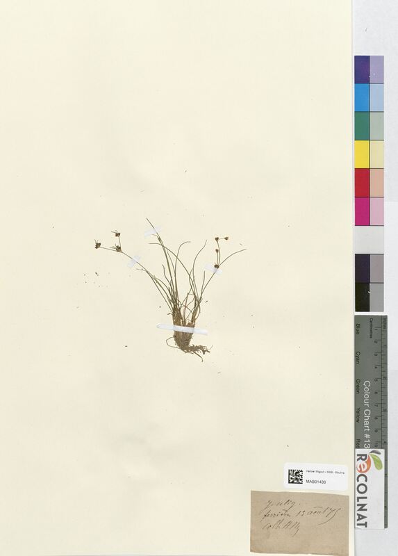 Juncus uliginosus (Juncaceae)