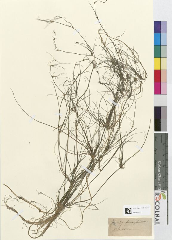 Juncus uliginosus (Juncaceae)