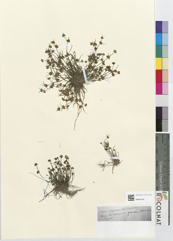 Juncus uliginosus (Juncaceae)