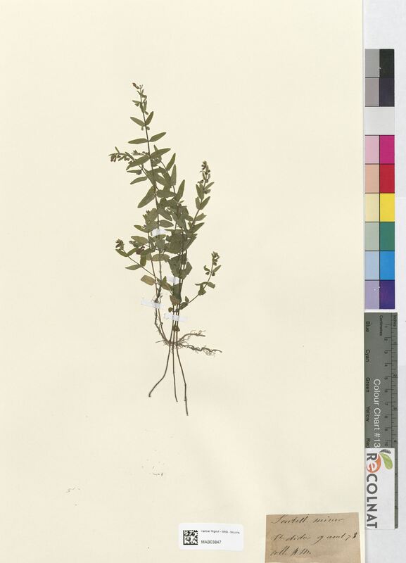 Scutellaria minor (Lamiaceae)