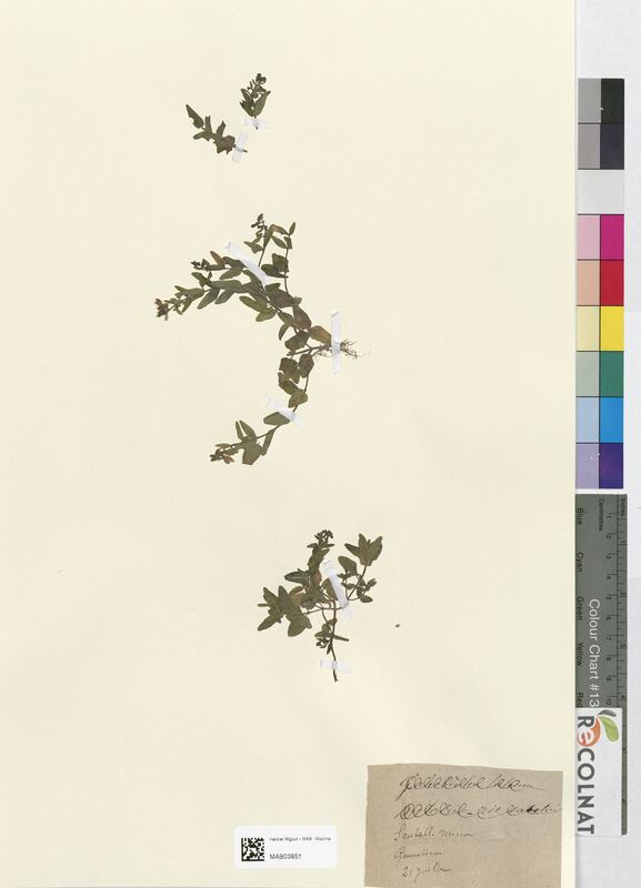 Scutellaria minor (Lamiaceae)