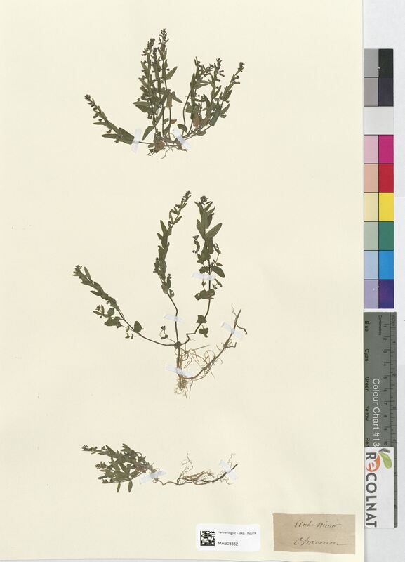 Scutellaria minor (Lamiaceae)