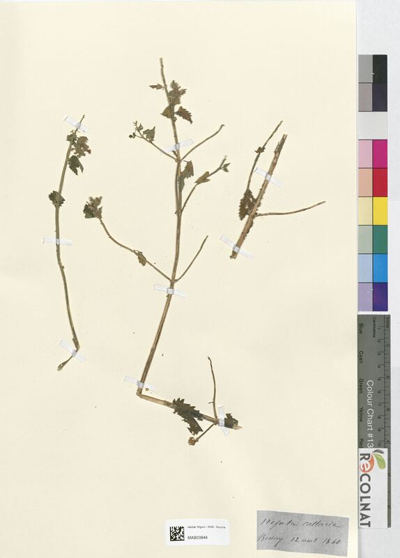 Nepeta cattaria (Lamiaceae)