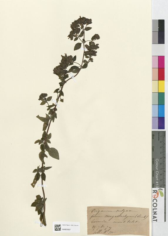 Origanum vulgare (Lamiaceae)