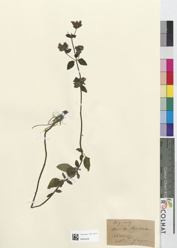 Origanum vulgare (Lamiaceae)