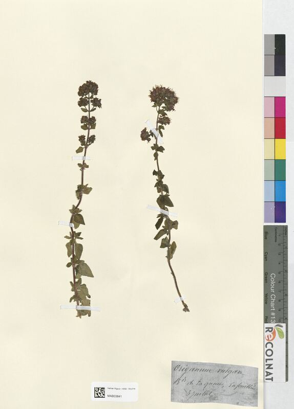 Origanum vulgare (Lamiaceae)