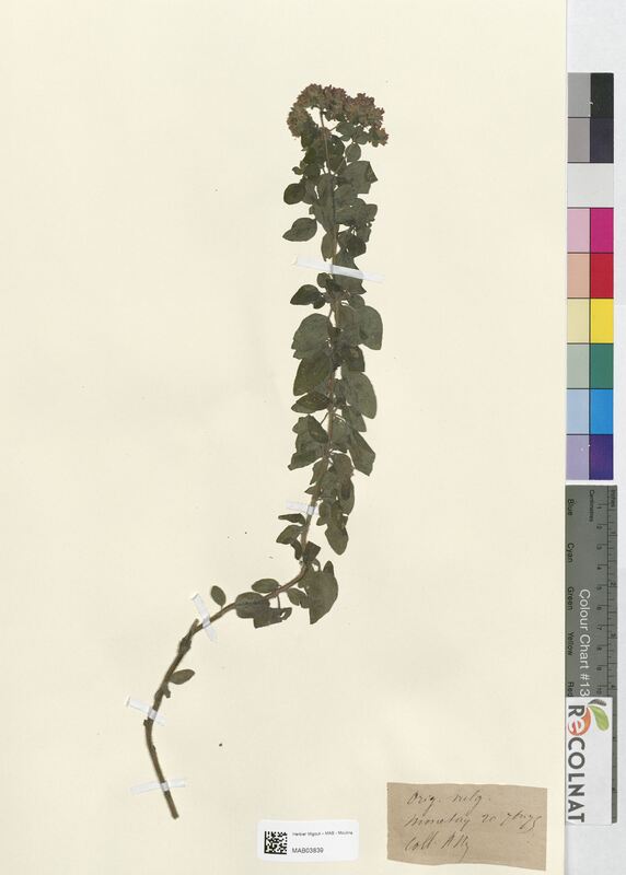 Origanum vulgare (Lamiaceae)
