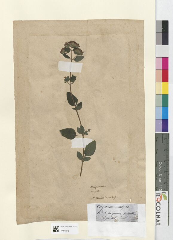 Origanum vulgare (Lamiaceae)