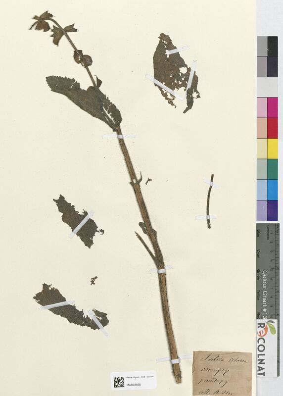 Salvia sclarea (Lamiaceae)