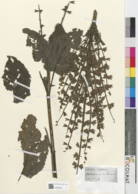 Salvia sclarea (Lamiaceae)