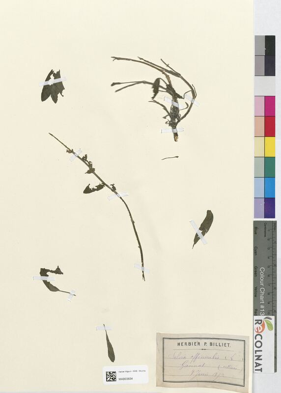 Salvia officinalis (Lamiaceae)