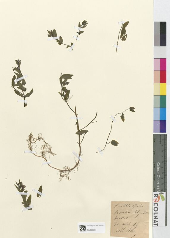 Scutellaria galericulata (Lamiaceae)