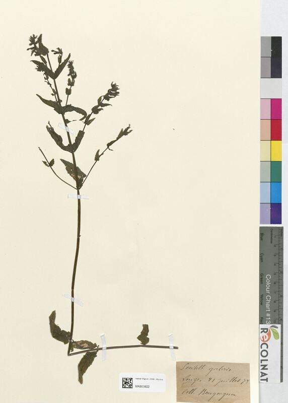 Scutellaria galericulata (Lamiaceae)