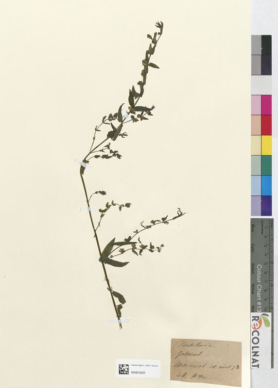 Scutellaria galericulata (Lamiaceae)