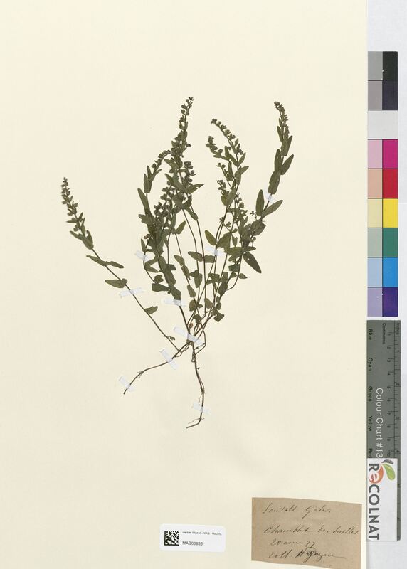 Scutellaria galericulata (Lamiaceae)