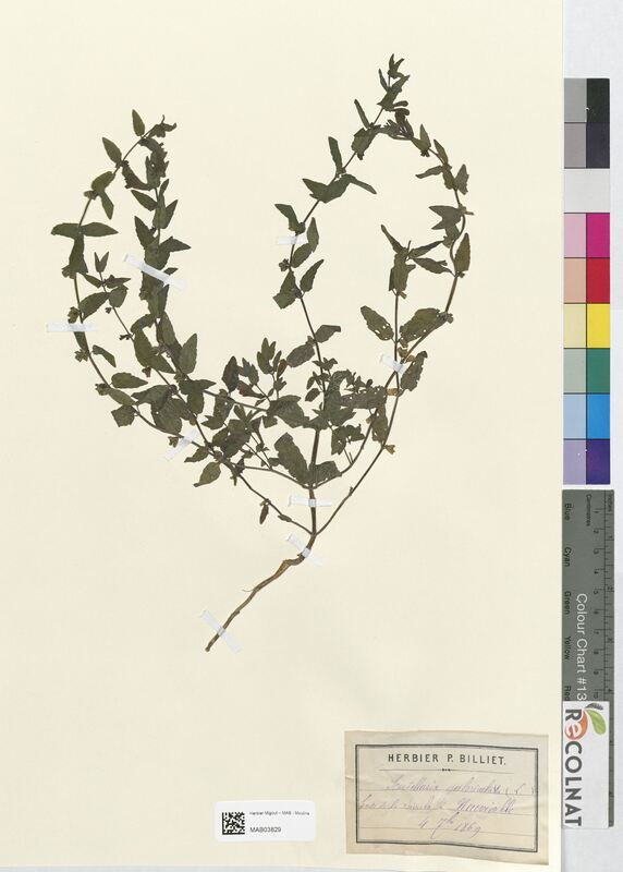 Scutellaria galericulata (Lamiaceae)