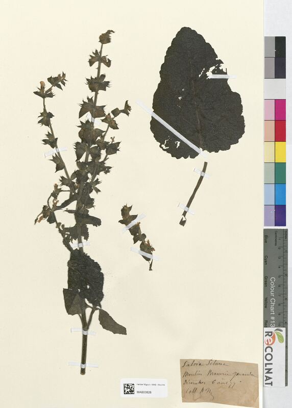 Salvia sclarea (Lamiaceae)