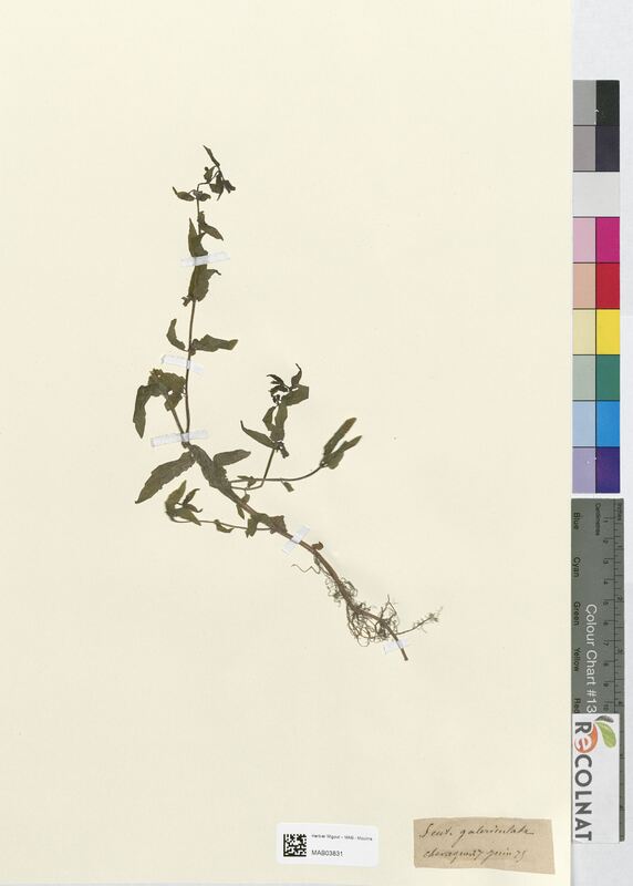 Hieracium galericulata (Lamiaceae)