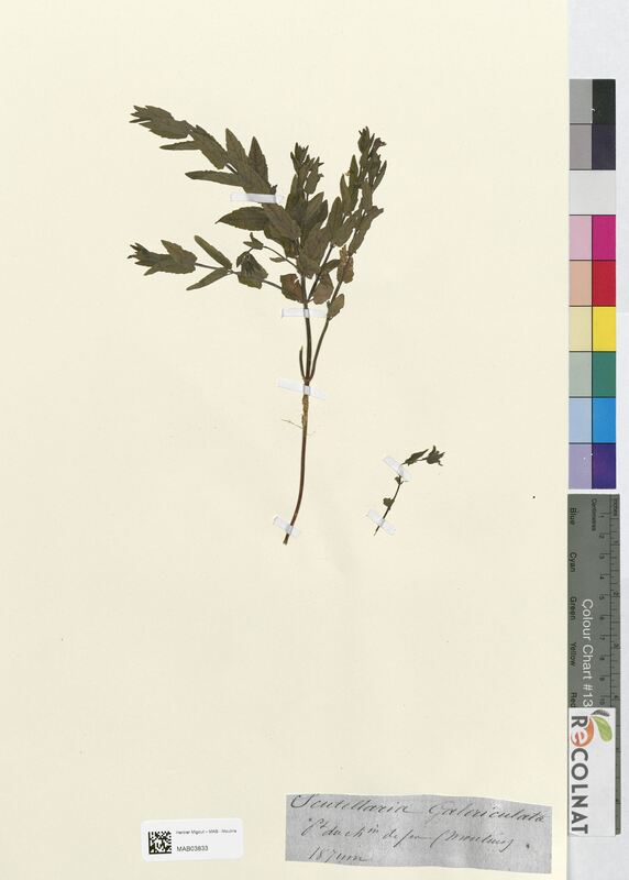 Scutellaria galericulata (Lamiaceae)