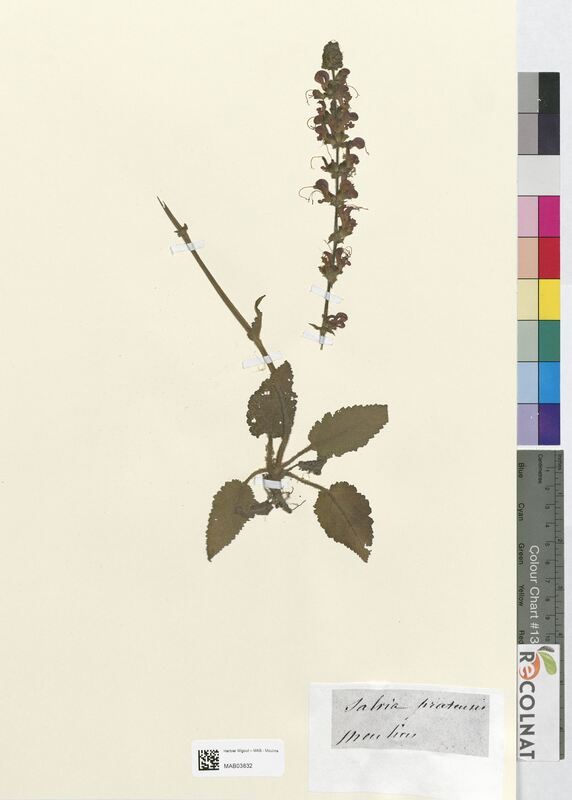 Salvia pratensis (Lamiaceae)