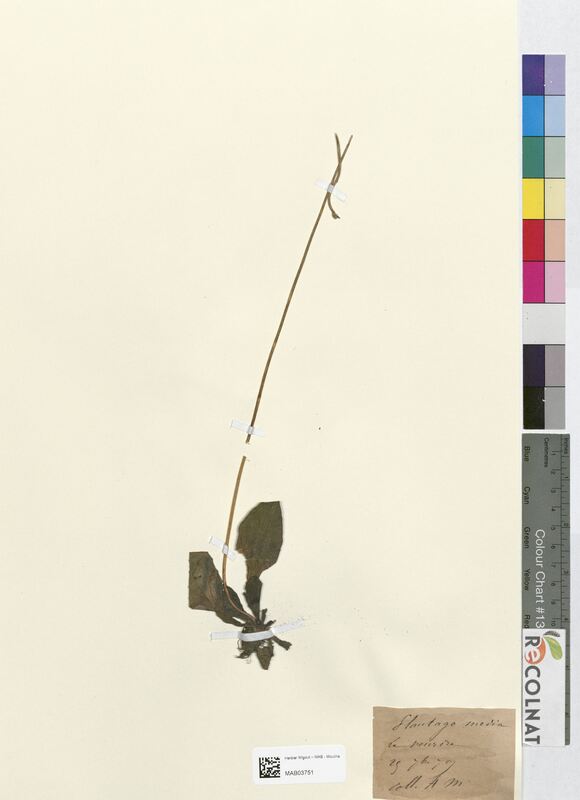 Plantago media (Plantaginaceae)