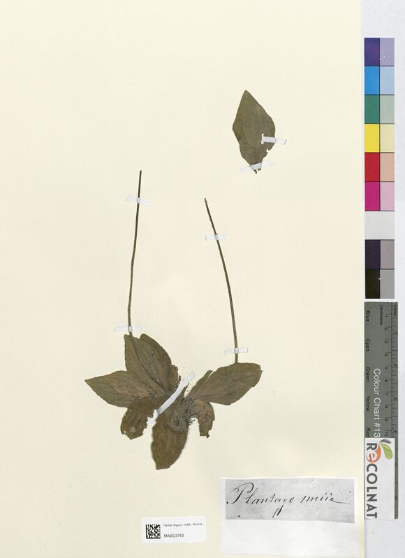 Plantago media (Plantaginaceae)