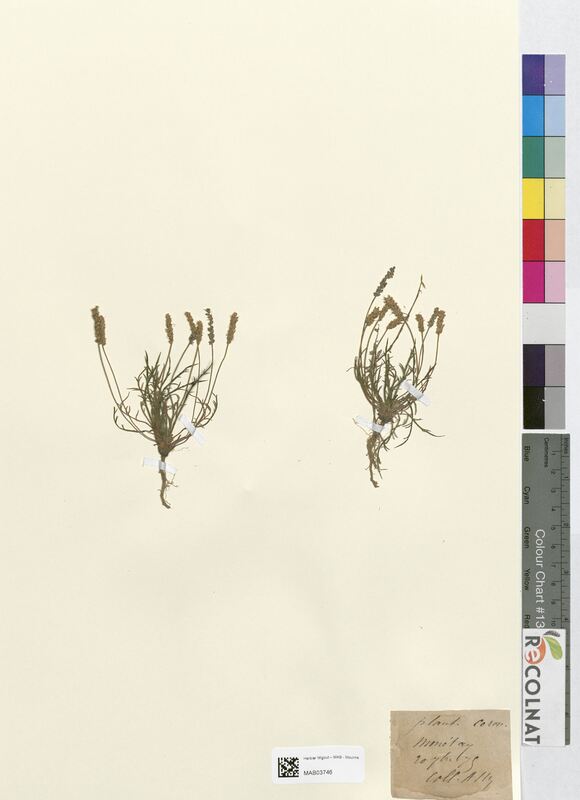 Plantago coronopus (Plantaginaceae)