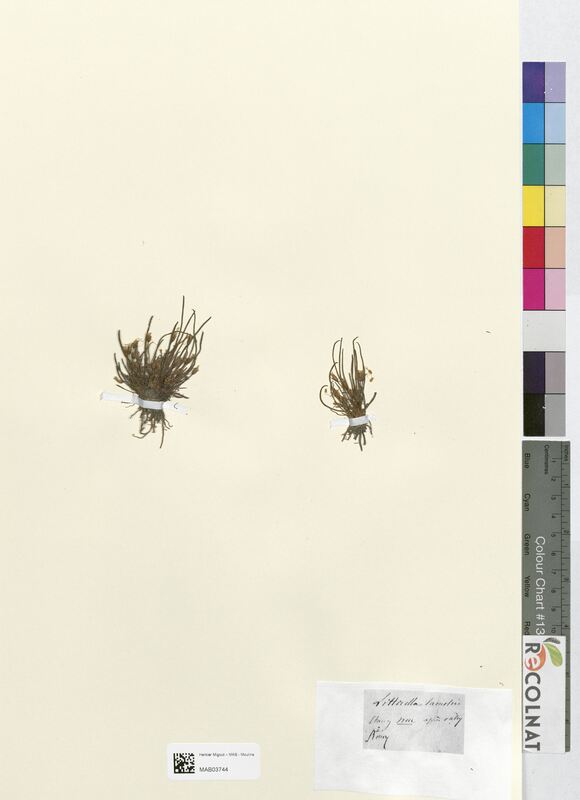 Littorella lacustris (Plantaginaceae)