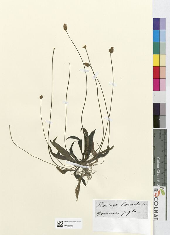 Plantago arenaria (Plantaginaceae)